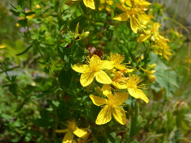 st. john’s wort