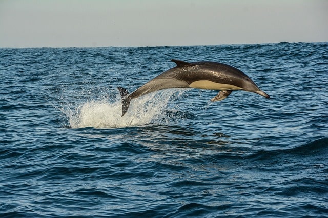 dolphin