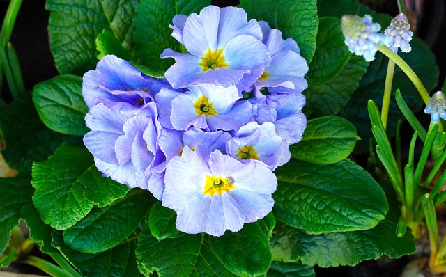 primroses
