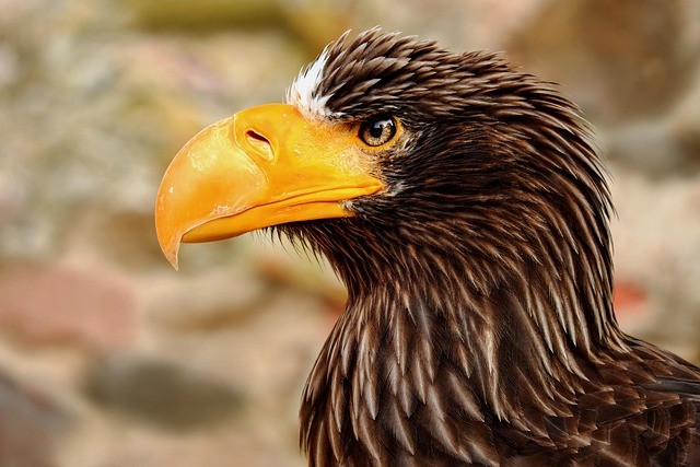 sea eagle