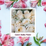 cancer zodiac flower