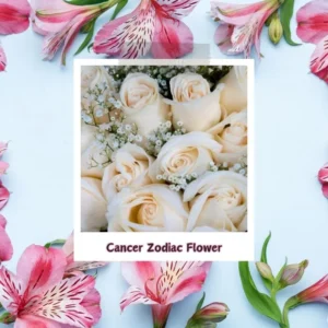 cancer zodiac flower