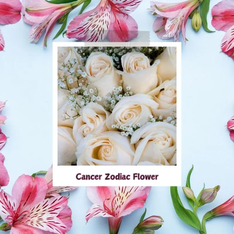 cancer zodiac flower