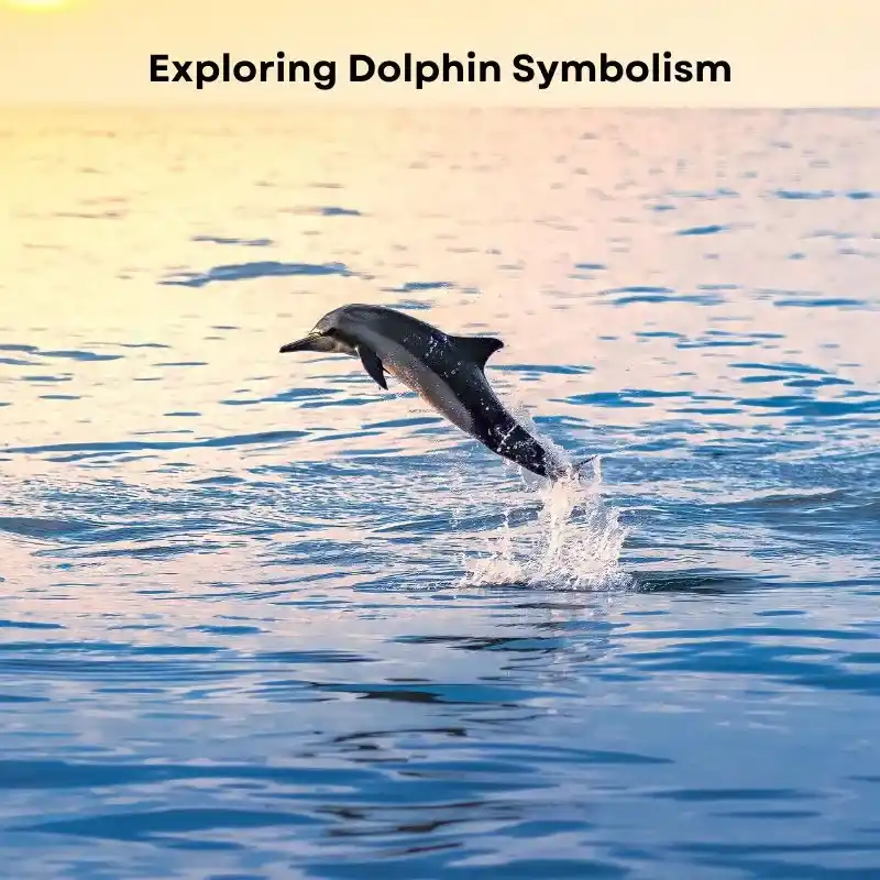 dolphin symbolism