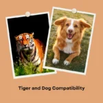 tiger and dog compatibility