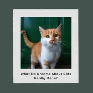 dreams about cats