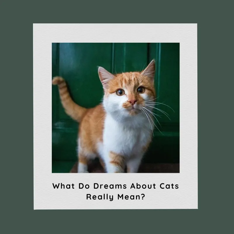 dreams about cats