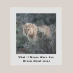 dreams about lions