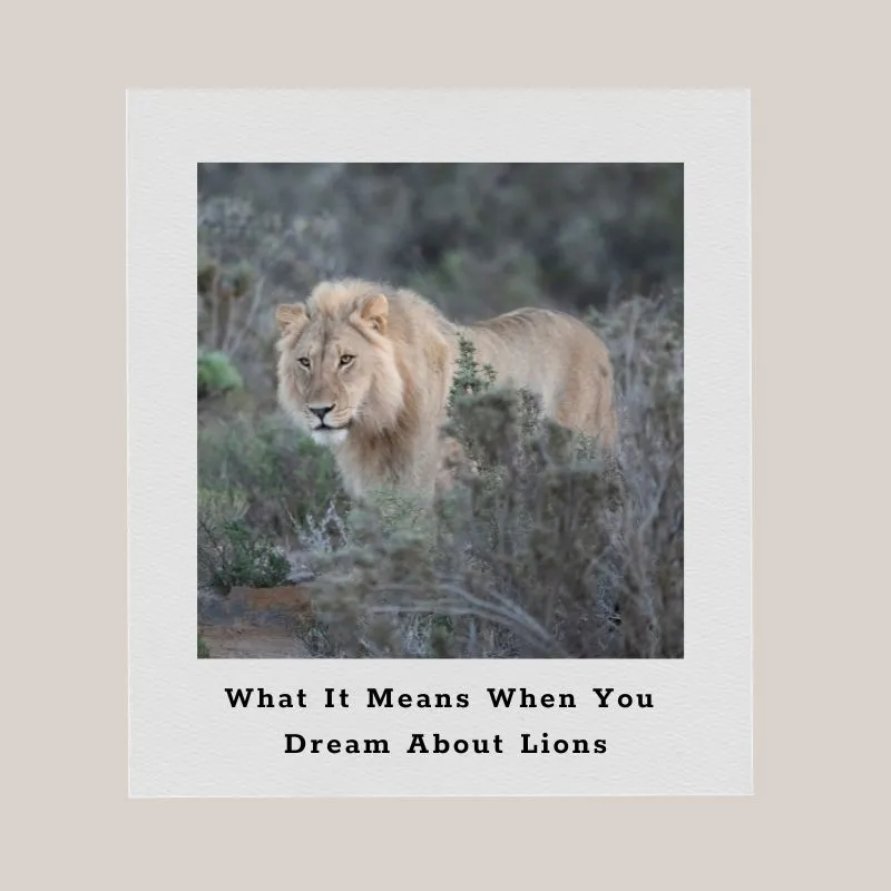 dreams about lions