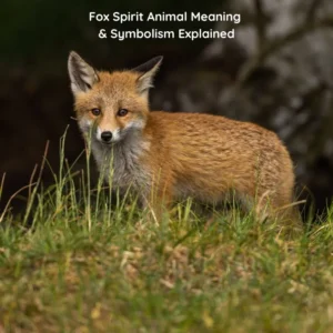 fox symbolism
