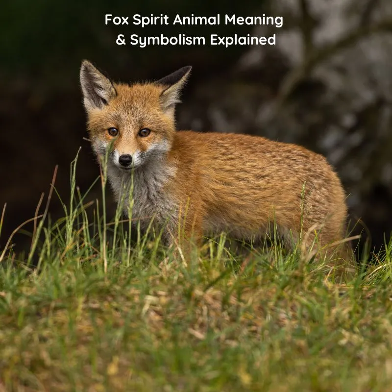 fox symbolism