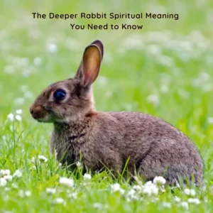 rabbit spiritual meaning