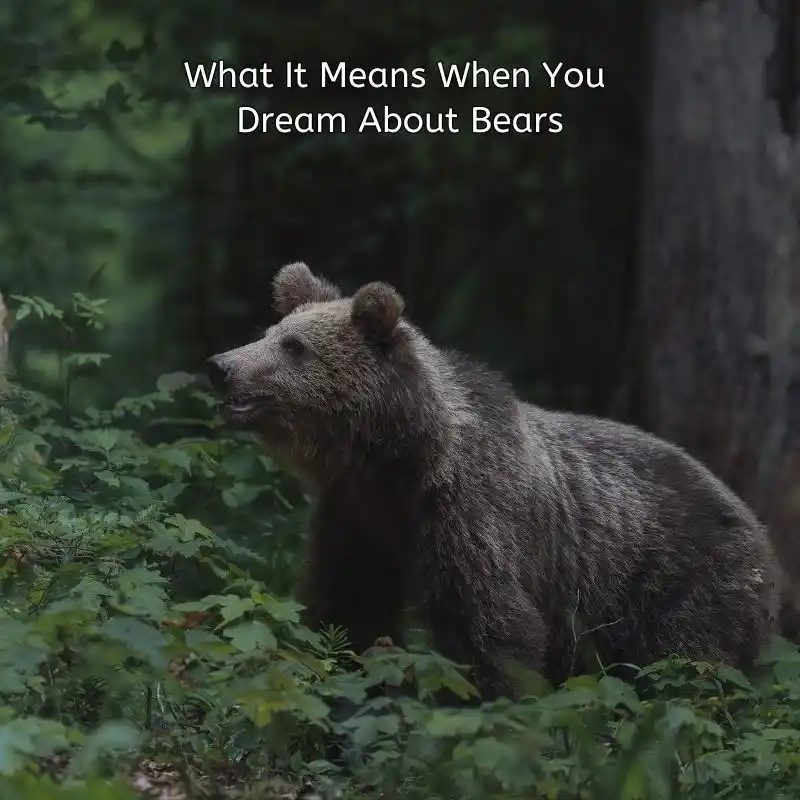 dream about bears