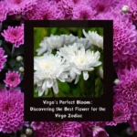 virgo flower
