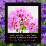 scorpio birth flower