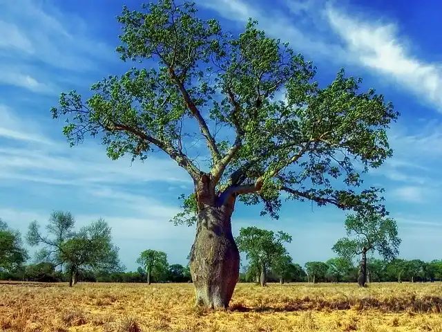 ceiba tree - mayan tree of life | Trusted Astrology